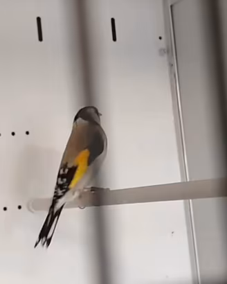 cardellino 