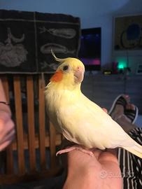 Calopsitta allevata a mano