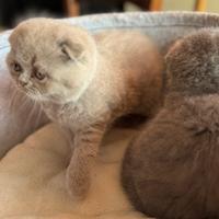 Scottish fold
