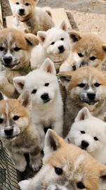 Cuccioli Akita Inu Pedigree - Pronti per NATALE