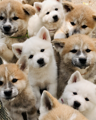 Cuccioli Akita Inu Pedigree - Pronti per NATALE