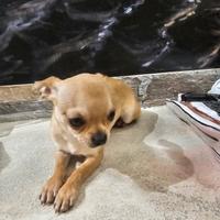 Cucciolo chiuahua 7 mesi e mezzo caramello