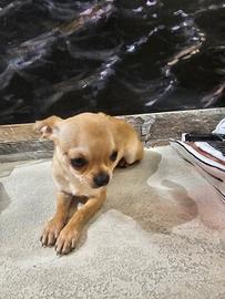 Cucciolo chiuahua 7 mesi e mezzo caramello