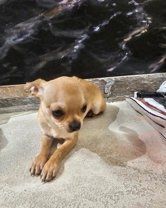 Cucciolo chiuahua 7 mesi e mezzo caramello