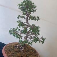 Bonsai