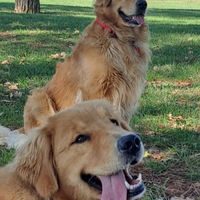 Cuccioli Golden retriever americani 100%
