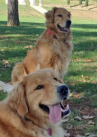Cuccioli Golden retriever americani 100%