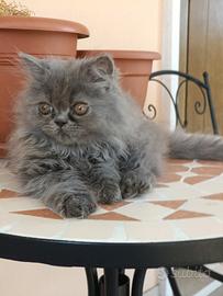 Cucciolo di gatto persiano