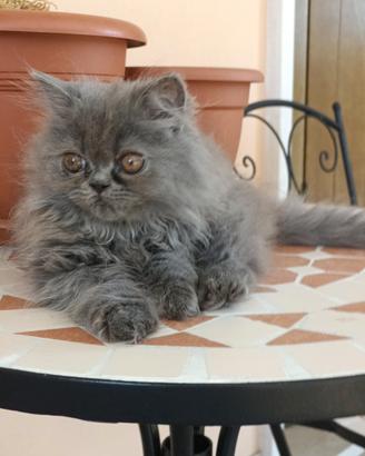 Cucciolo di gatto persiano