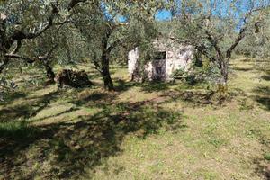Oliveto Segni