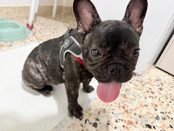 Bulldog francese