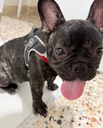 Bulldog francese