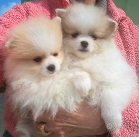 Cucciole Spitz di Pomerania