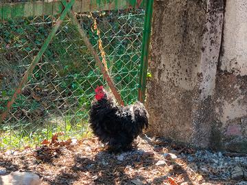 Gallo cocincina riccia