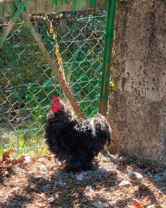 Gallo cocincina riccia