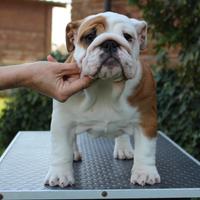 Bulldog inglese femmina