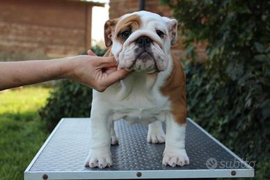 Bulldog inglese femmina
