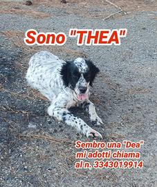 Thea 9 anni taglia medio grande