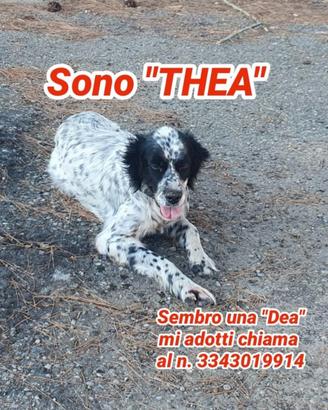 Thea 9 anni taglia medio grande