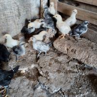 Galline nane, pulcini, tacchini e pavoni