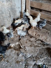 Galline nane, pulcini, tacchini e pavoni