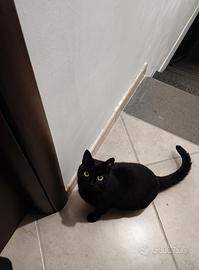 Gattina nera
