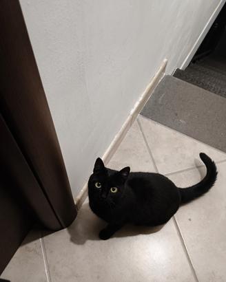 Gattina nera