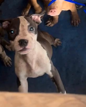 Pitbull