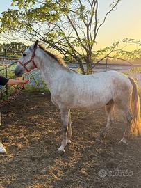 Cavalli
