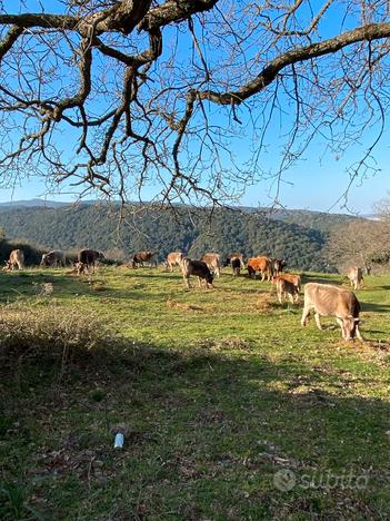 Terreno agricolo