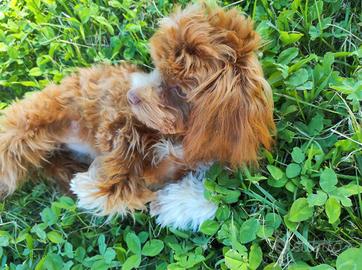 MALTIPOO Toy con test genetici e occhi verdi