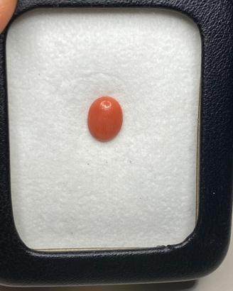 Corallo del Mediterraneo naturale cabochon