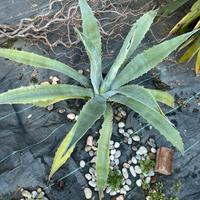 Agave