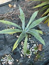 Agave