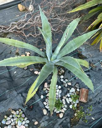 Agave