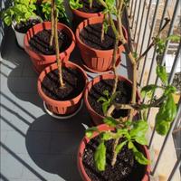 Carolina Reaper 