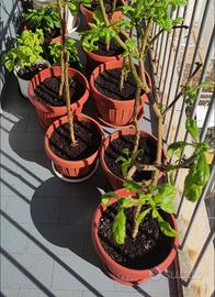 Carolina Reaper 