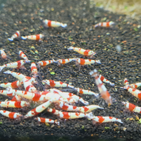 Crystal red caridina prl