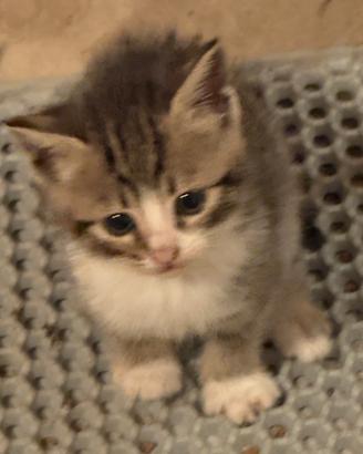 Cuccioli di gatto