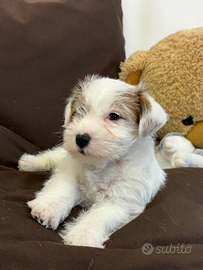 Cuccioli di Jack Russel
