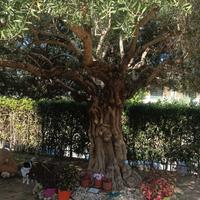 albero di olivo 