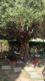 albero di olivo 