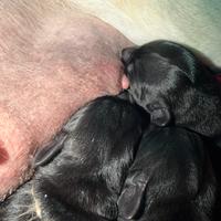 Cuccioli di labrador Retriever