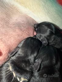 Cuccioli di labrador Retriever