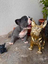 BULLDOG FRANCESE nata il 24 giugno 2026