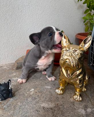 BULLDOG FRANCESE nata il 24 giugno 2026