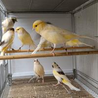 Canarini migliorati 2025