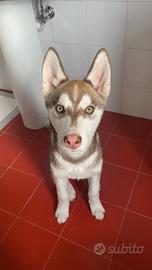 Siberian husky