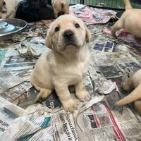 Cuccioli di Labrador retriever