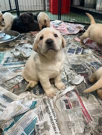 Cuccioli di Labrador retriever